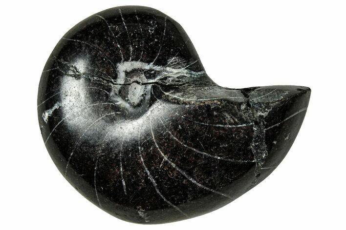 Polished Fossil Nautilus (Cymatoceras) - Unusual Black Color! #329196
